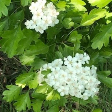 tsa_PhotoclubHomeLearning (11)